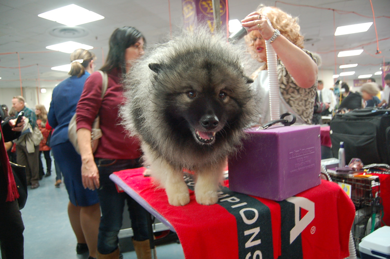 Illustration for article titled Picking Up Scraps At The Westminster Dog Show